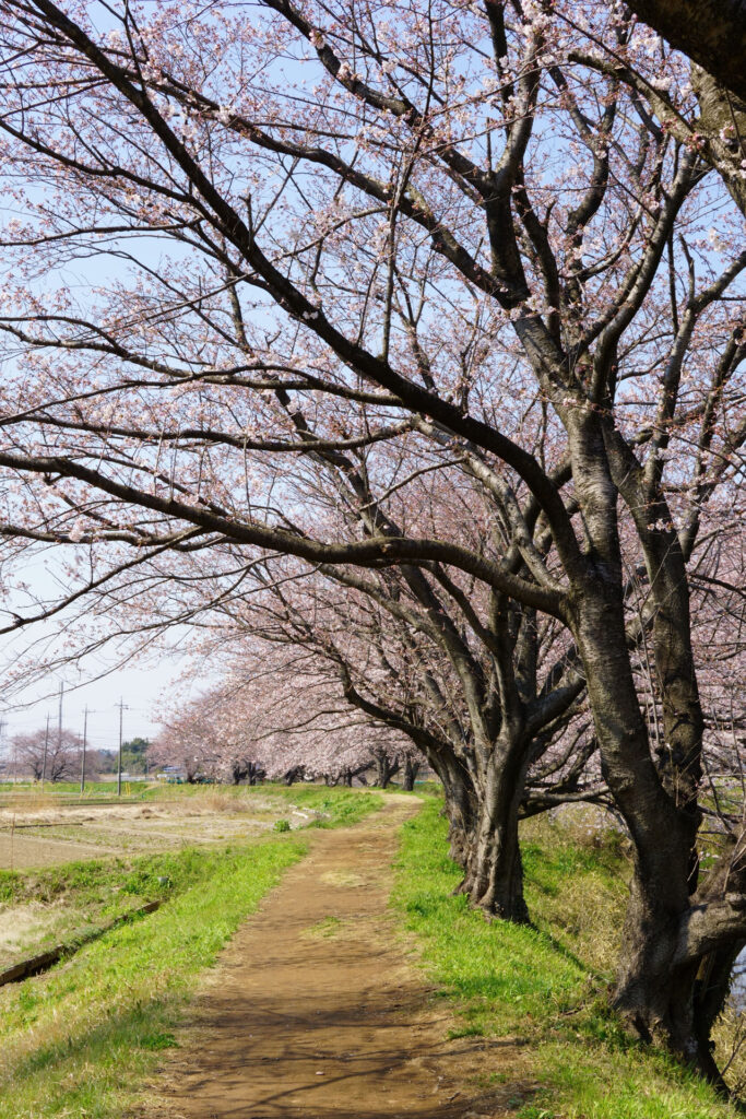 姫宮落川|桜並木の風景