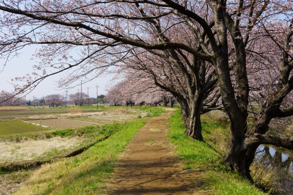 姫宮落川|桜並木の風景
