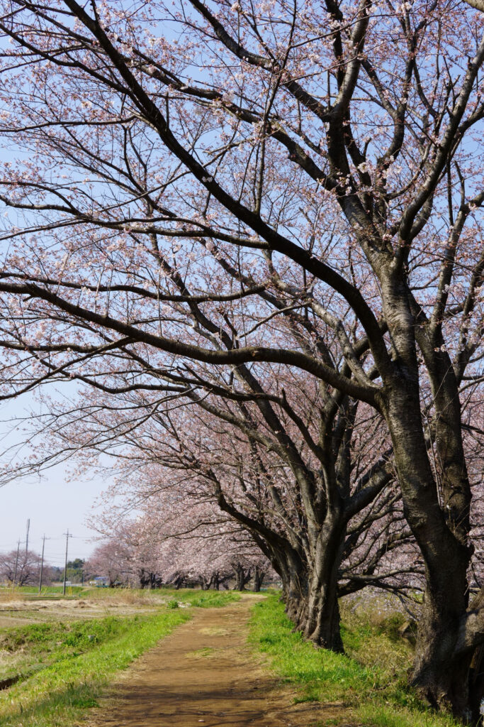 姫宮落川|桜並木の風景