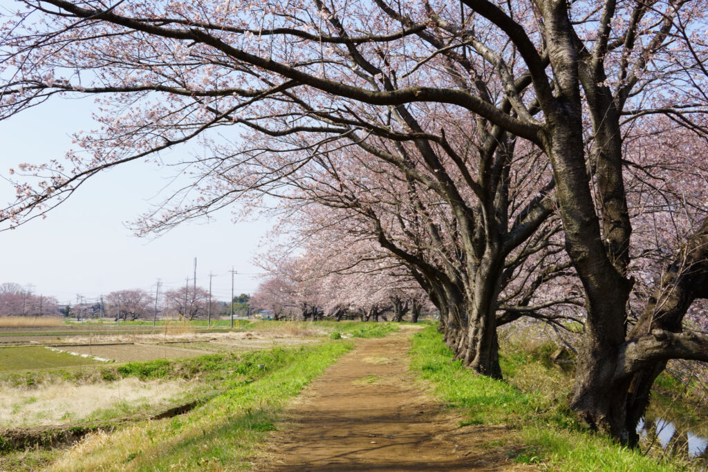 姫宮落川|桜並木の風景
