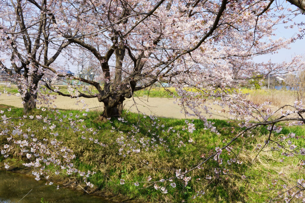 姫宮落川|桜並木の風景