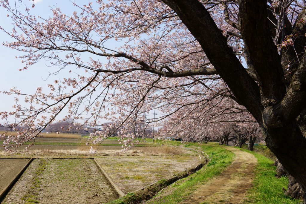 姫宮落川|桜並木の風景