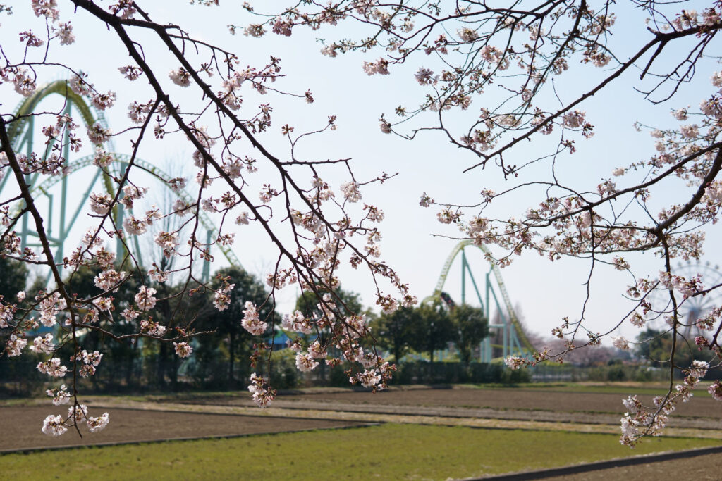 姫宮落川|桜並木の風景