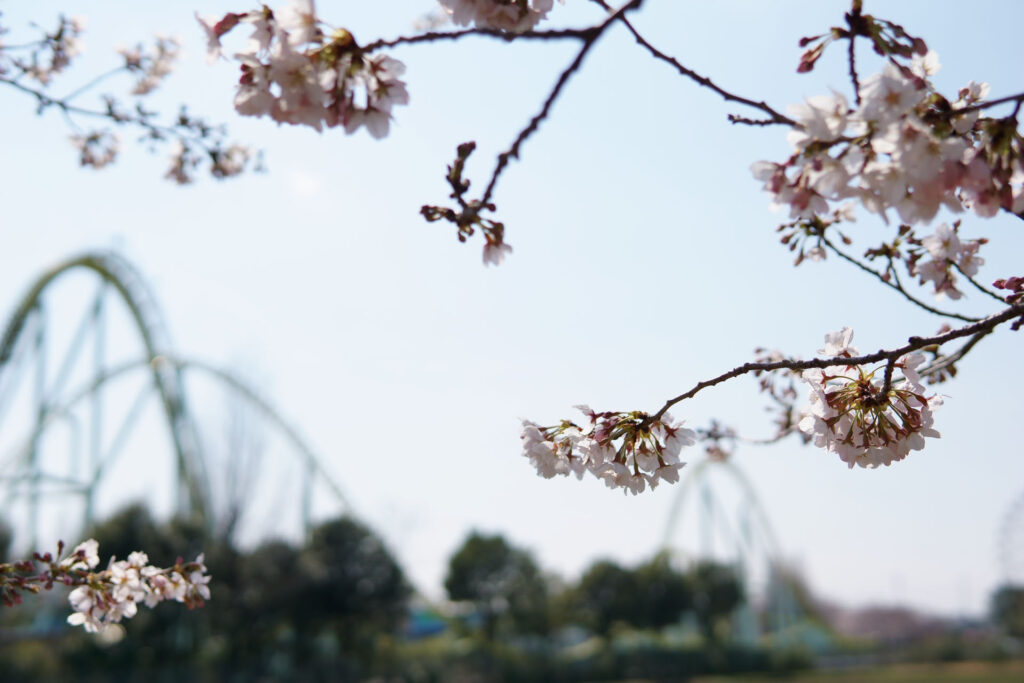 姫宮落川|桜並木の風景