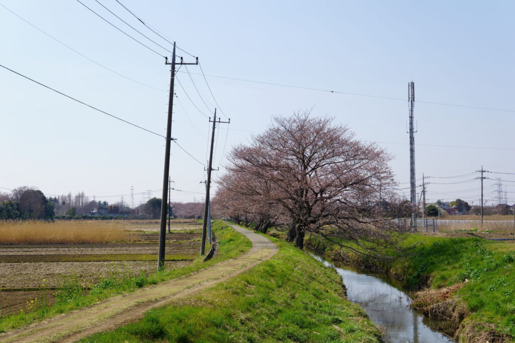 姫宮落川|桜並木の風景