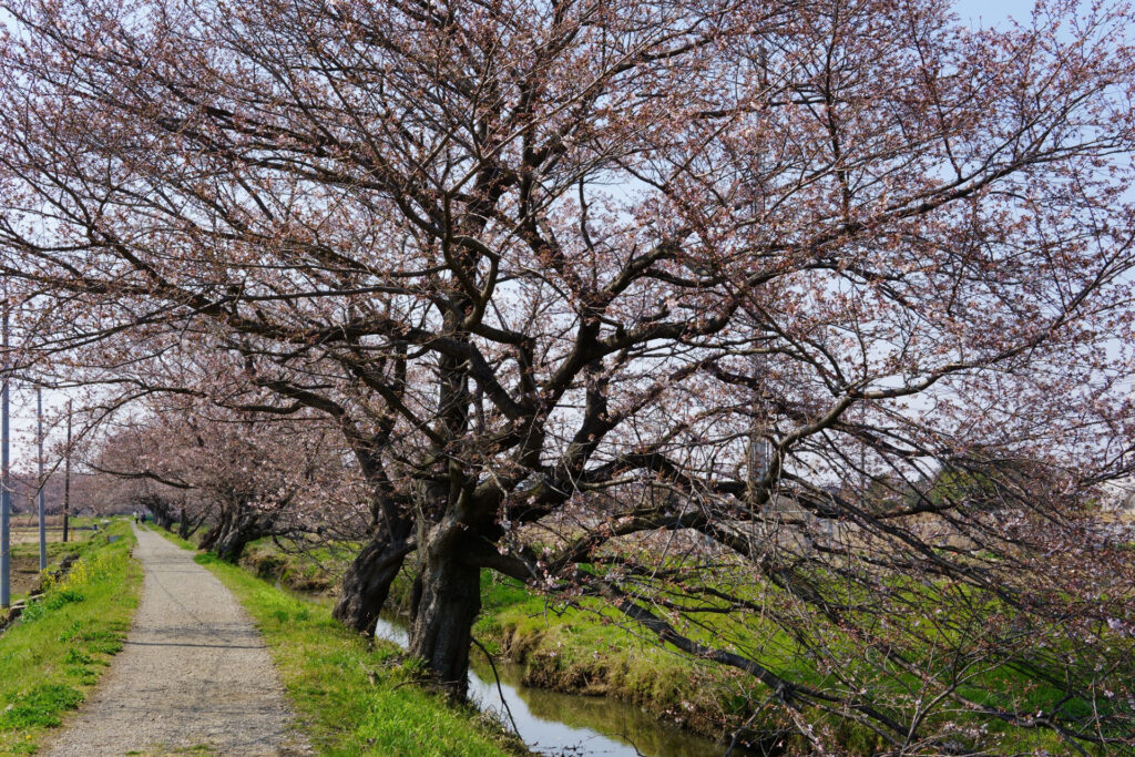 姫宮落川|桜並木の風景