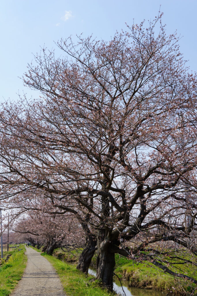 姫宮落川|桜並木の風景