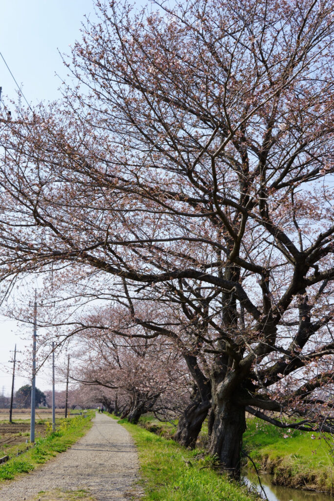 姫宮落川|桜並木の風景