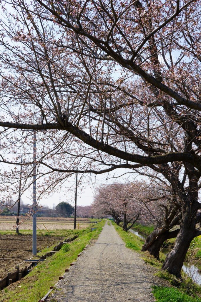 姫宮落川|桜並木の風景