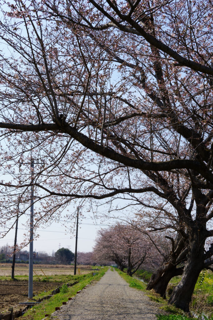 姫宮落川|桜並木の風景