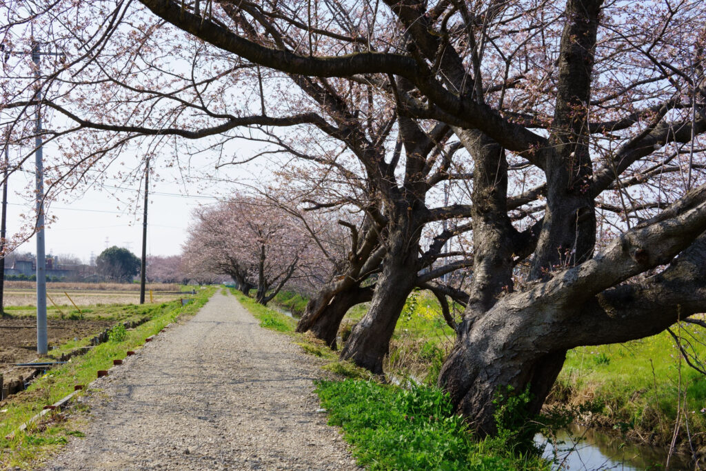 姫宮落川|桜並木の風景