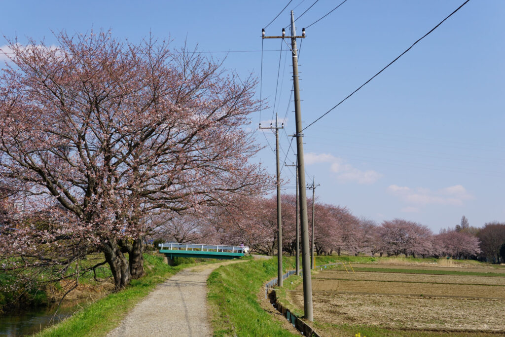 姫宮落川|桜並木の風景