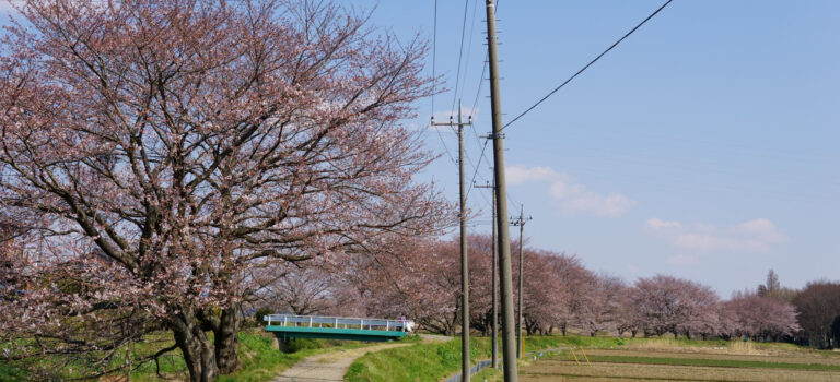 東武動物公園 隠れた桜の名所【2017-7】 東武動物公園 隠れた桜の名所【2017-7】