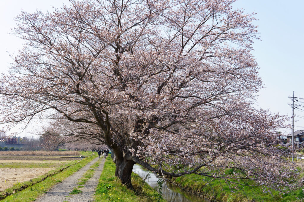 姫宮落川|桜並木の風景
