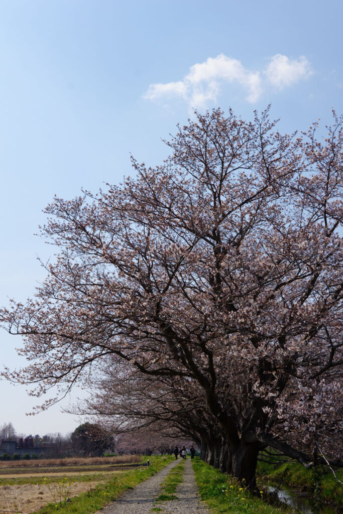 姫宮落川|桜並木の風景