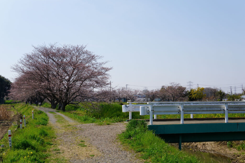 姫宮落川|桜並木の風景