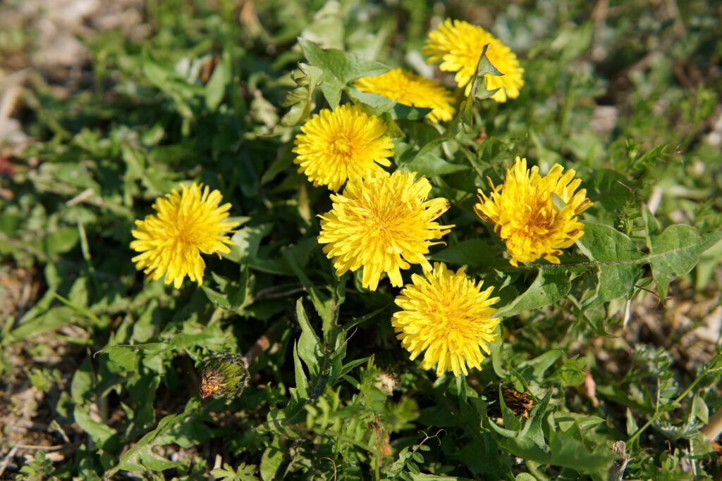 姫宮落川|桜並木の風景