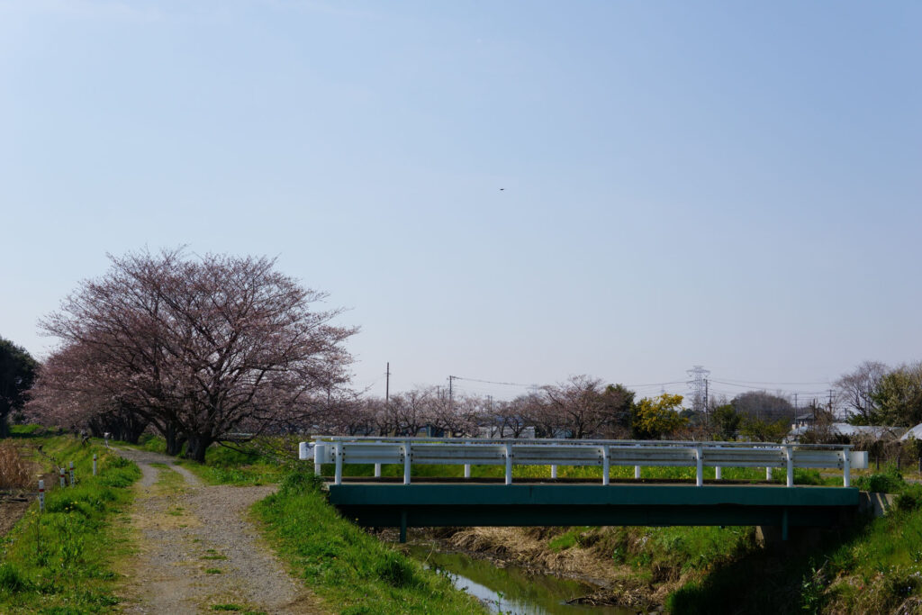 姫宮落川|桜並木の風景