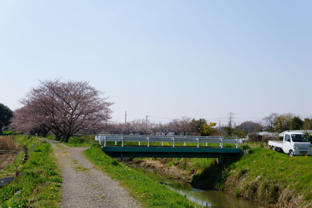 姫宮落川|桜並木の風景