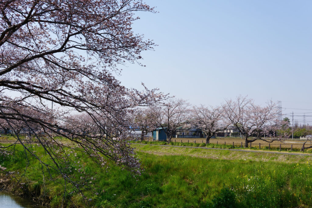 姫宮落川|桜並木の風景