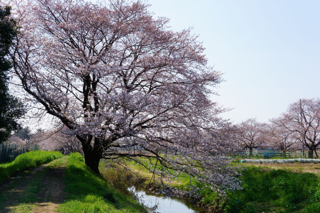 姫宮落川|桜並木の風景