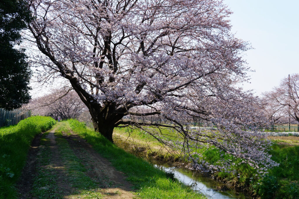 姫宮落川|桜並木の風景