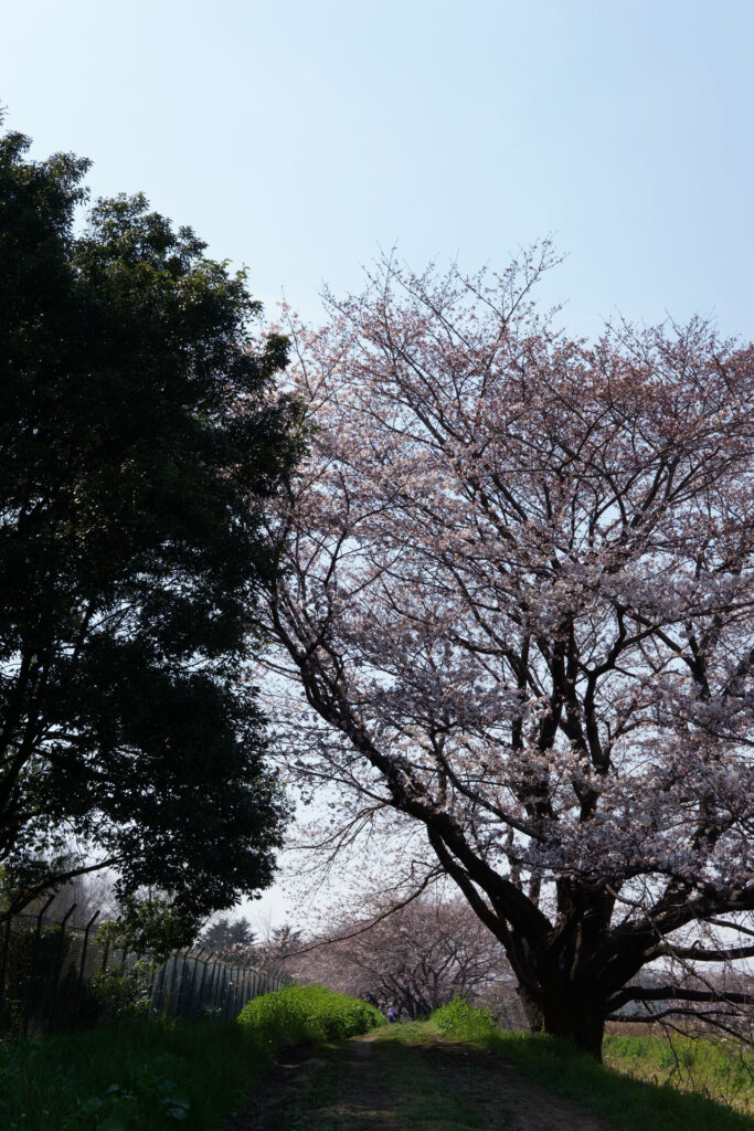 姫宮落川|桜並木の風景
