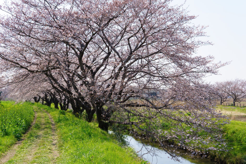 姫宮落川|桜並木の風景