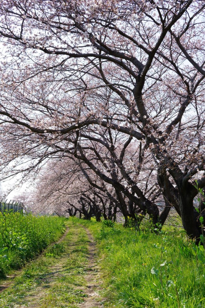 姫宮落川|桜並木の風景