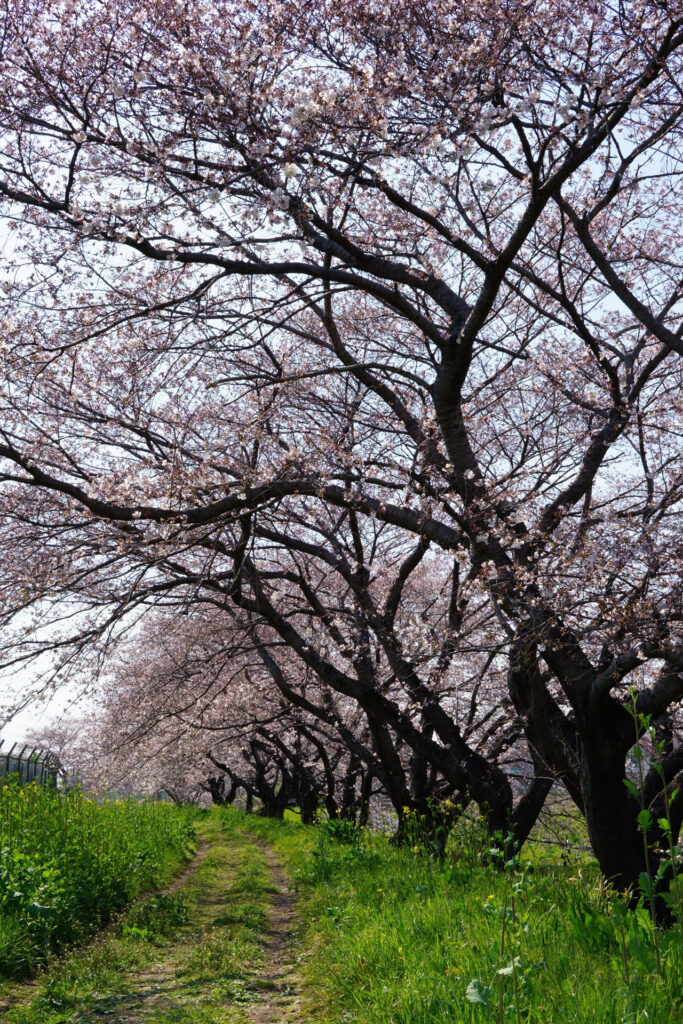 姫宮落川|桜並木の風景