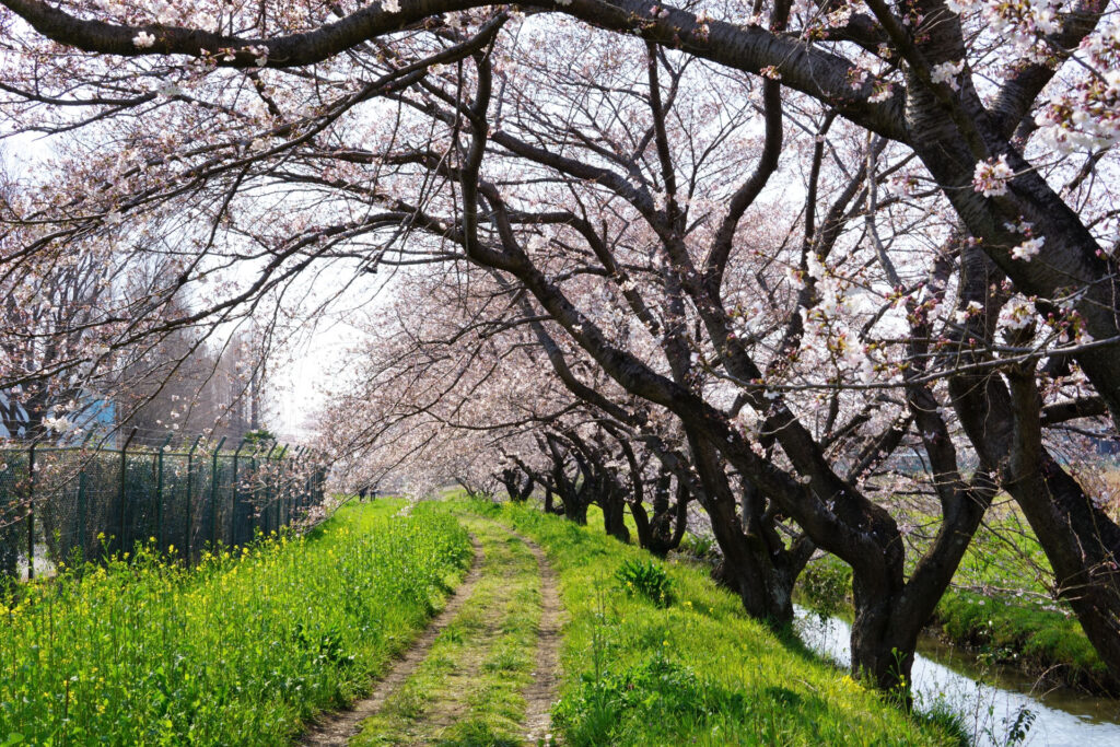 姫宮落川|桜並木の風景
