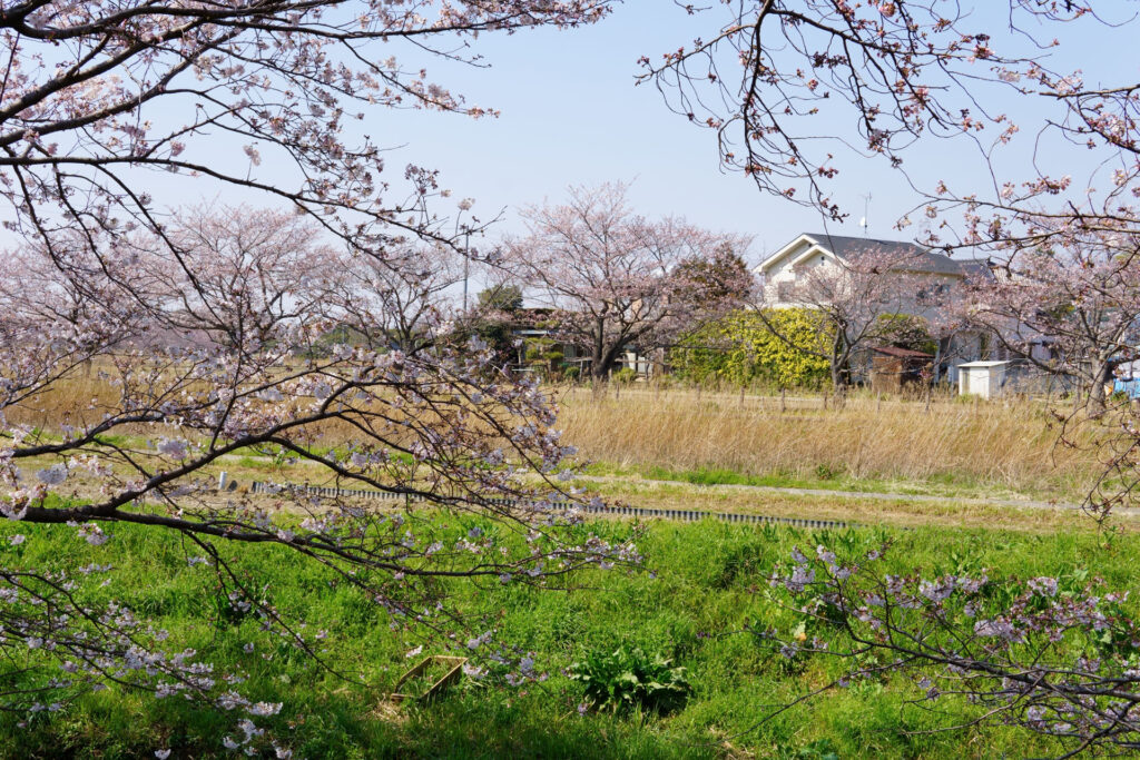 姫宮落川|桜並木の風景