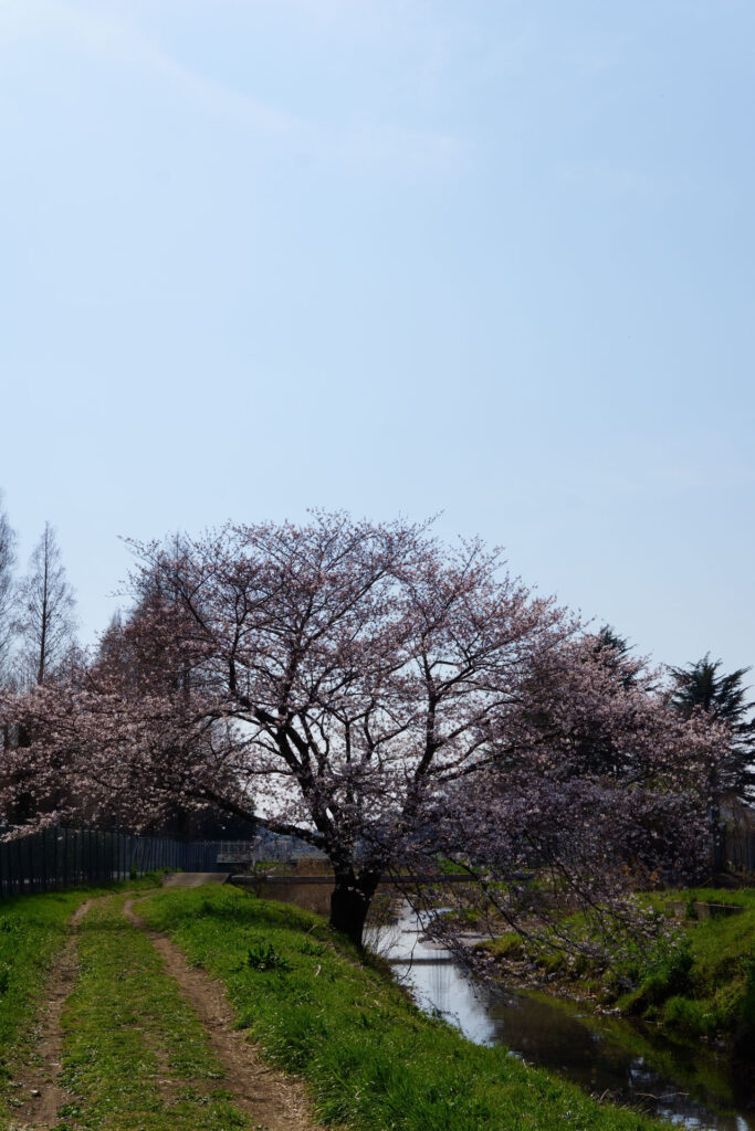 姫宮落川|桜並木の風景