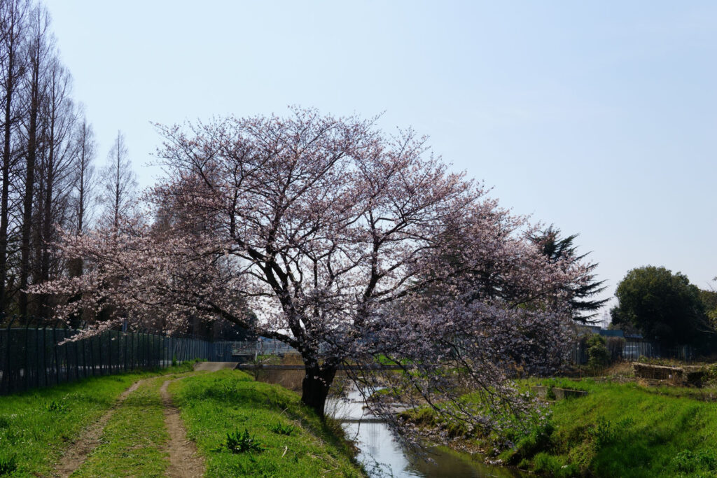 姫宮落川|桜並木の風景