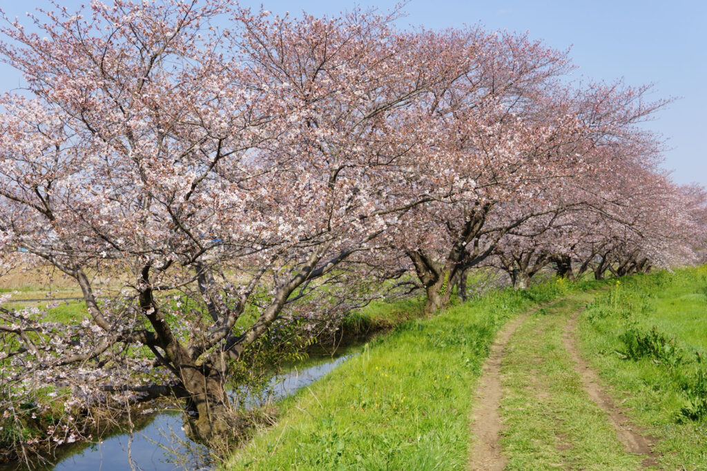 姫宮落川|桜並木の風景