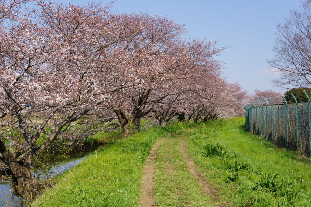 姫宮落川|桜並木の風景