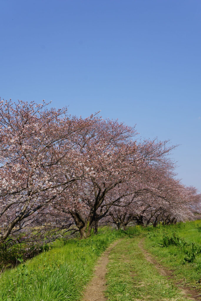 姫宮落川|桜並木の風景