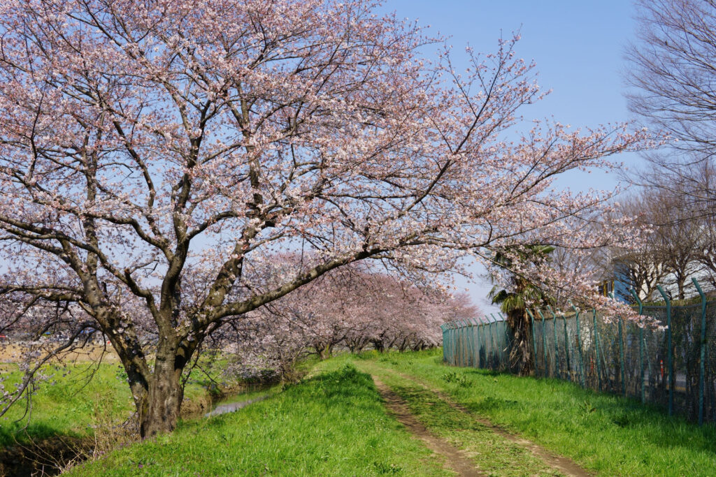 帰路|姫宮落川から駅までの桜