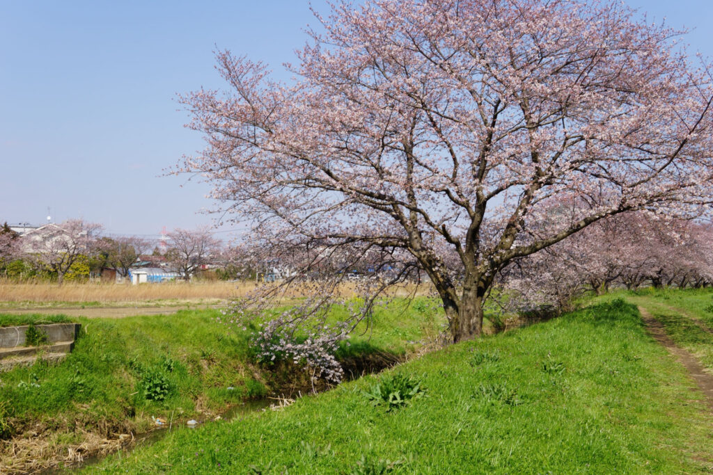 帰路|姫宮落川から駅までの桜