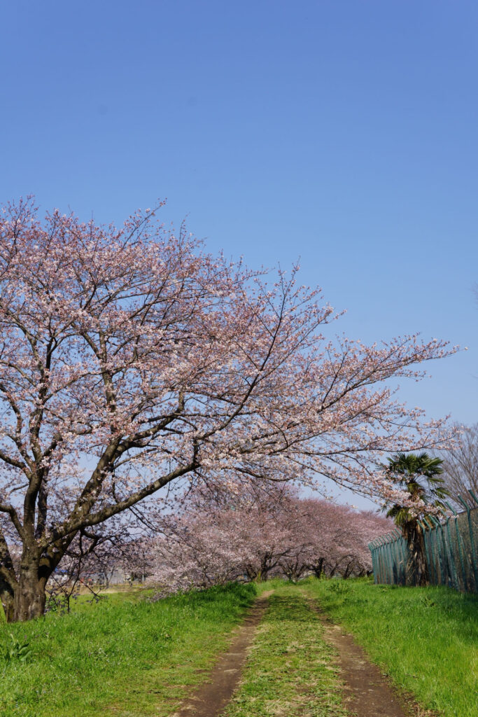 帰路|姫宮落川から駅までの桜