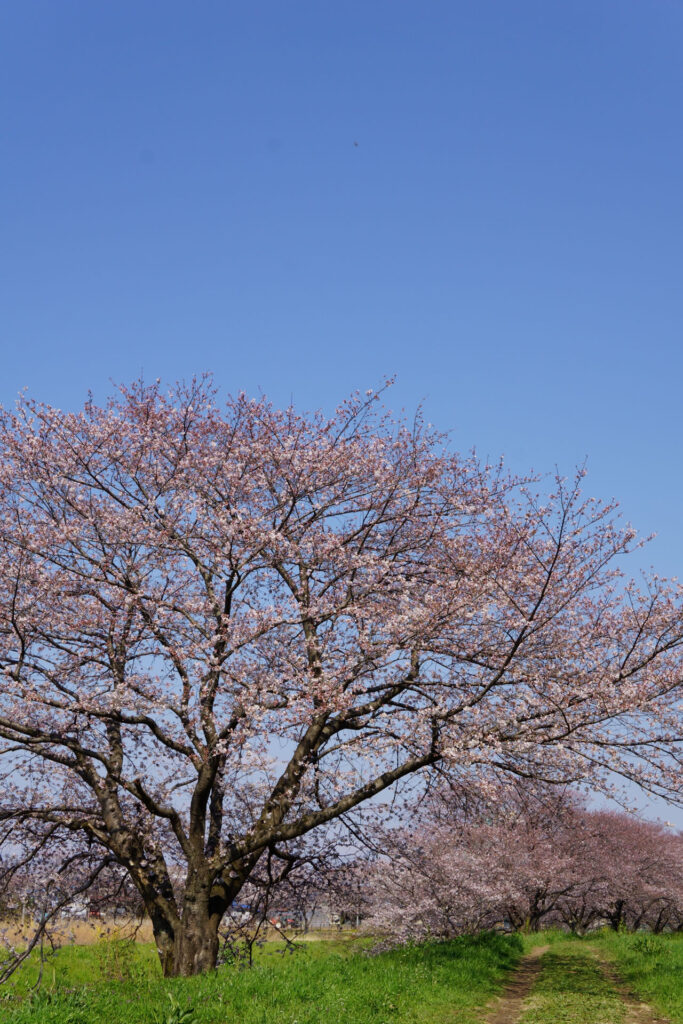 帰路|姫宮落川から駅までの桜