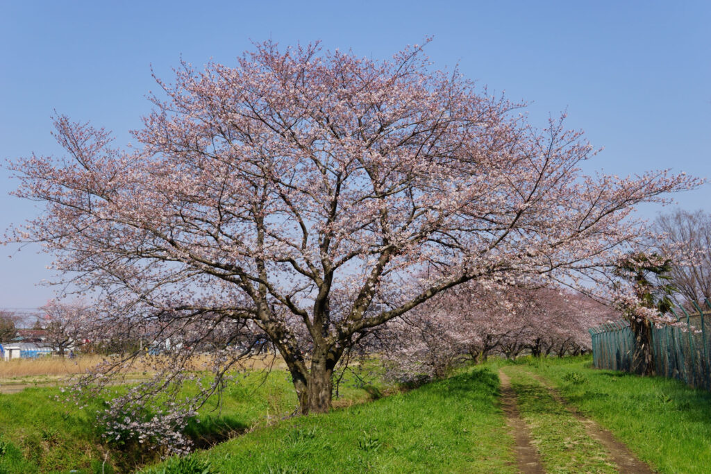帰路|姫宮落川から駅までの桜