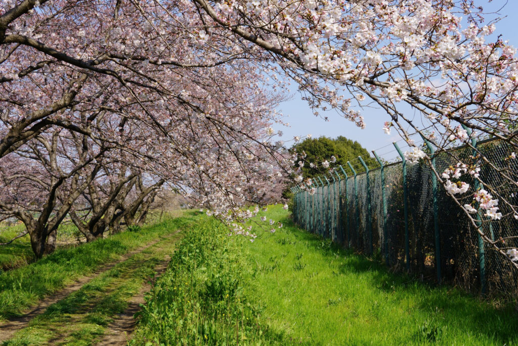 帰路|姫宮落川から駅までの桜