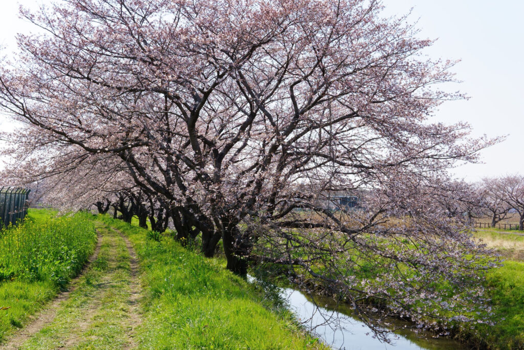 帰路|姫宮落川から駅までの桜