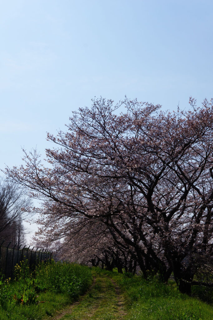 帰路|姫宮落川から駅までの桜