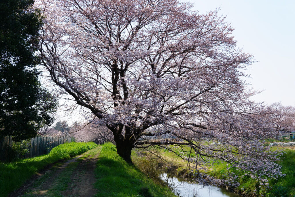 帰路|姫宮落川から駅までの桜