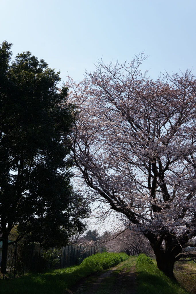 帰路|姫宮落川から駅までの桜