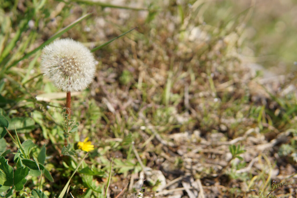 帰路|姫宮落川から駅までの桜