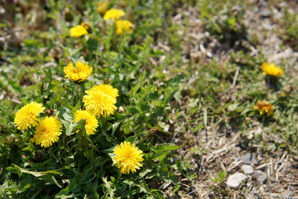 帰路|姫宮落川から駅までの桜