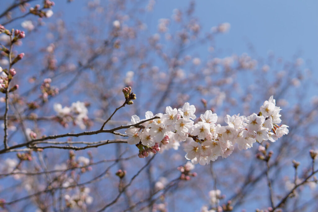 帰路|姫宮落川から駅までの桜